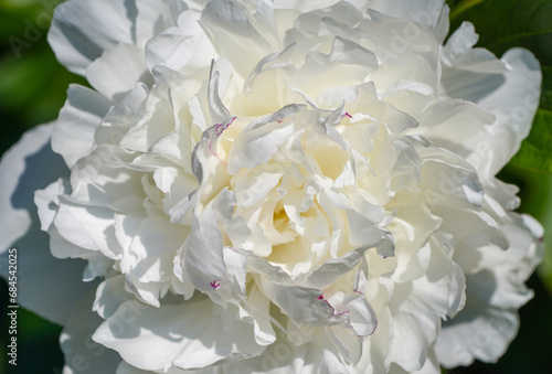 White blossom of a peony. Flowering plant close-up. © Elly Miller