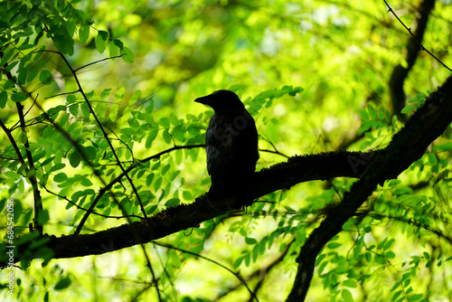 Silhouette of a carrion crow on a branch. Bird in natural environment. Corvus corone. photo