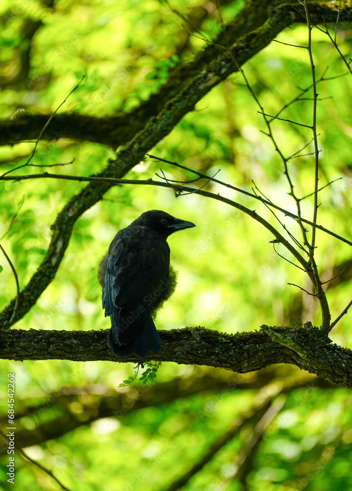 Silhouette of a carrion crow on a branch. Bird in natural environment. Corvus corone. Silhouette of a carrion crow on a branch. Bird in natural environment. Corvus corone.