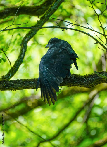 Silhouette of a carrion crow on a branch. Bird in natural environment. Corvus corone.