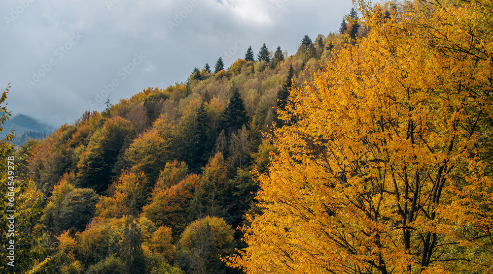 beautiful autumn afternoon in mountains. trees on the edge of a hill in fall colors. beautiful autumn afternoon in mountains. trees on the edge of a hill in fall colors.