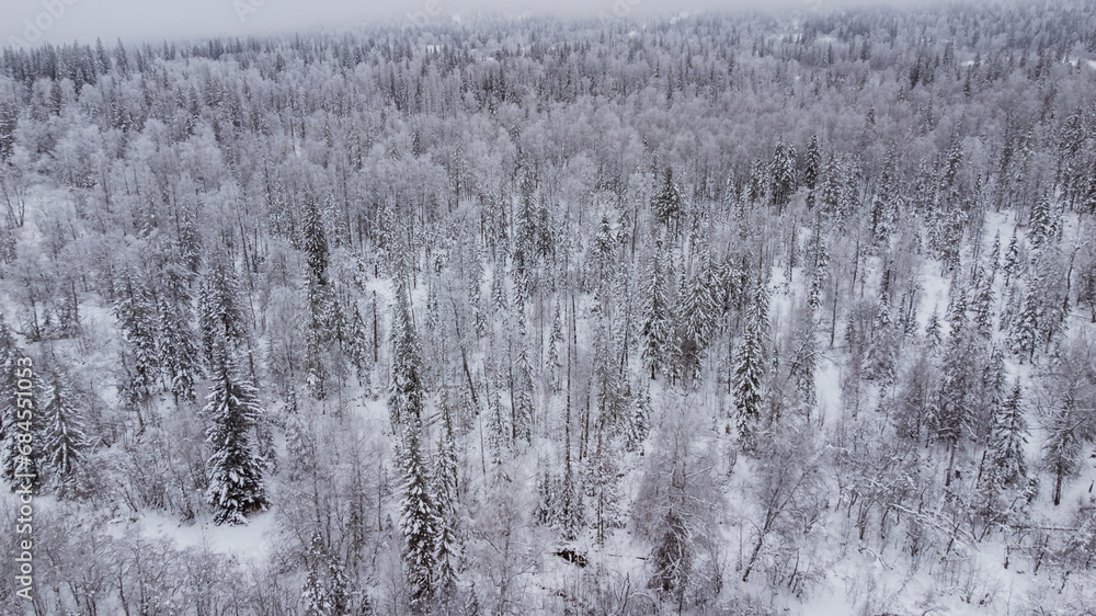 top view of the snow-covered forest in the mountains top view of the snow-covered forest in the mountains