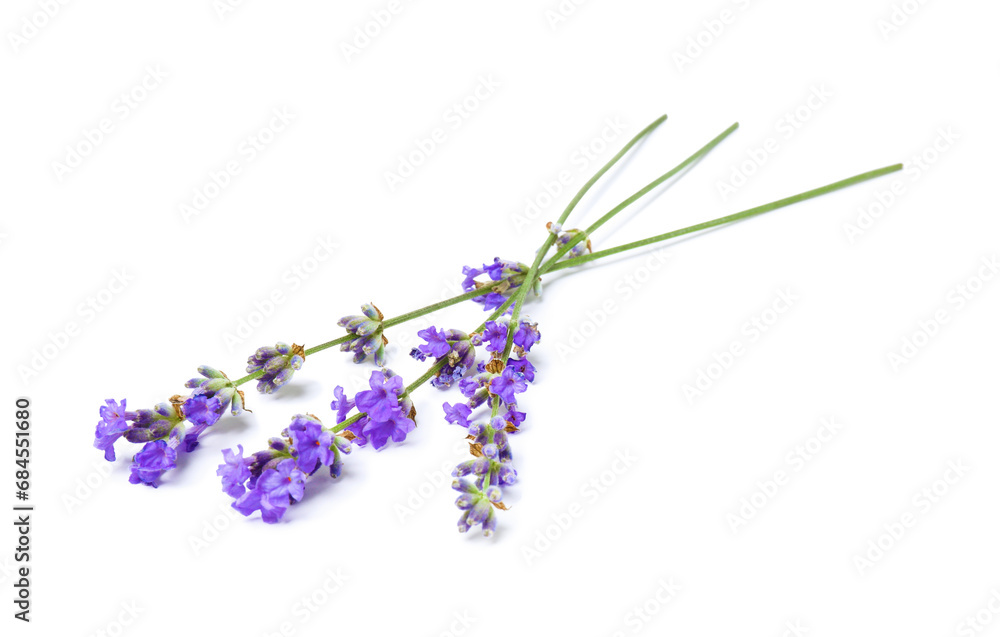 Beautiful aromatic lavender flowers isolated on white