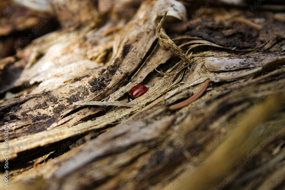 ladybird ladybird