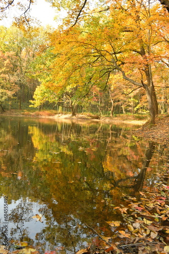 Photo of the lakeside forest in autumn