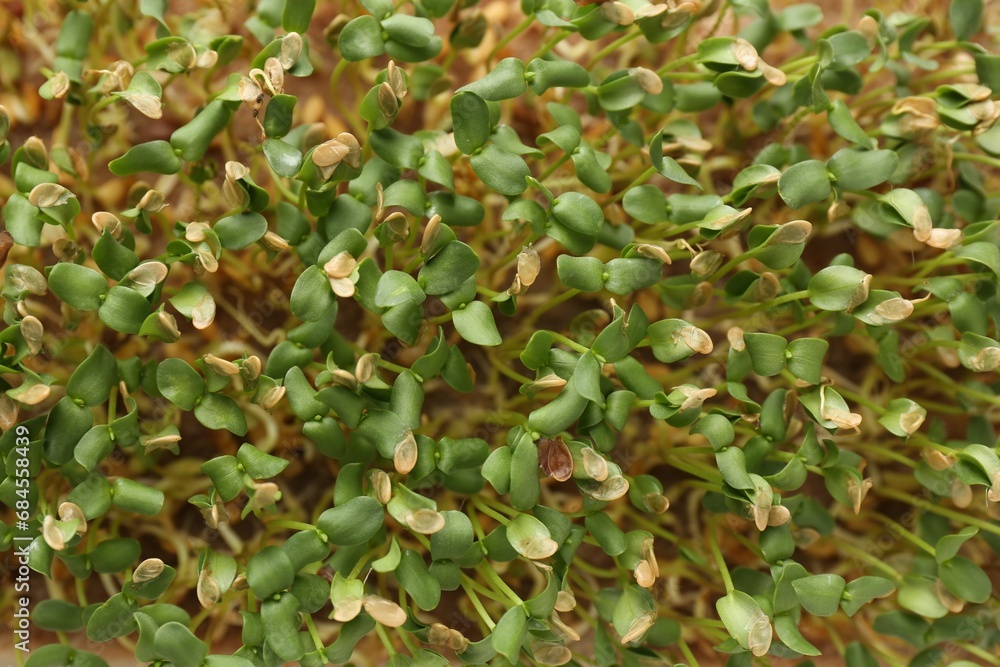 Growing microgreen. Many fresh linen sprouts as background, top view