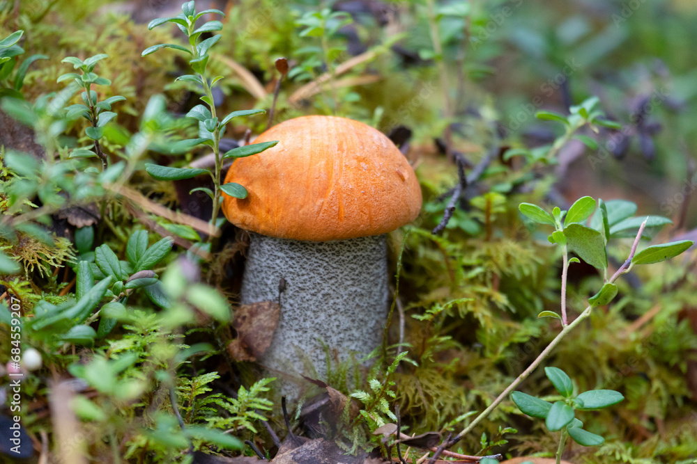 Boletus Mushroom in autumn forest close-up Boletus Mushroom in autumn forest close-up