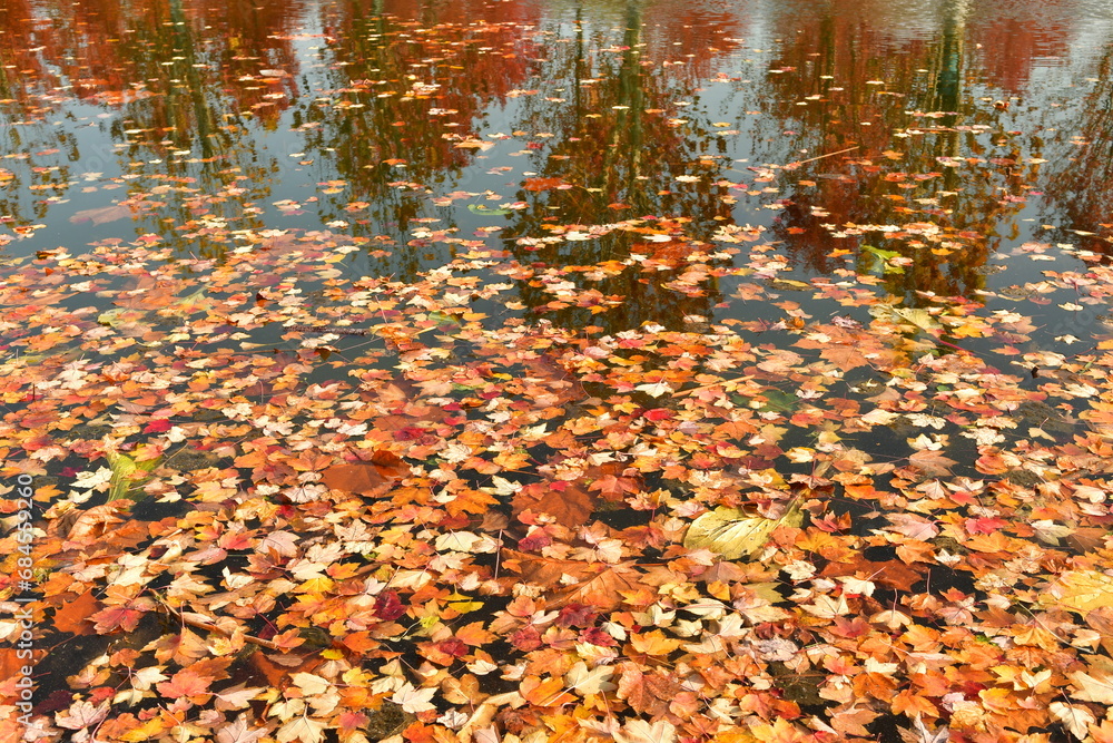Photo of  water surface covered in fallen leaves in autumn
