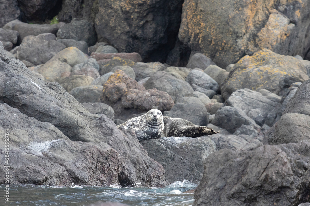 Anthurs or Steinger seals (Phoca vitulina stejnegeri) on Shikotan Island, South Kuriles Anthurs or Steinger seals (Phoca vitulina stejnegeri) on Shikotan Island, South Kuriles