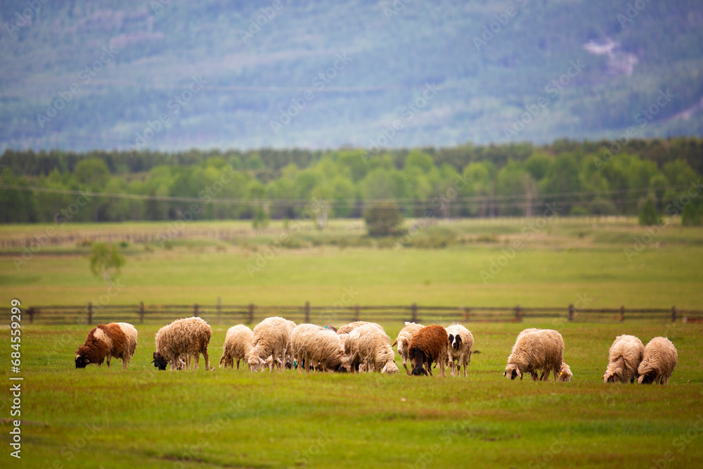 Flock of sheep is grazed on a pasture in mountains