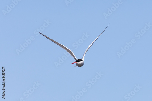 Arctic terns in flight on a blue background