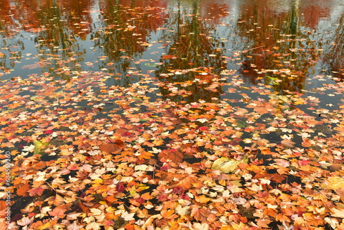 Photo of water surface covered in fallen leaves in autumn
