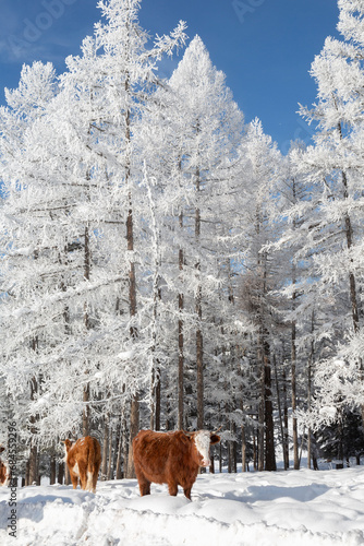 Fototapeta Naklejka Na Ścianę i Meble -  Cows in the winter , among the snowy trees. Altai Mountains, Russia