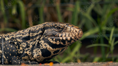 Details of the head of a Salvator merianae