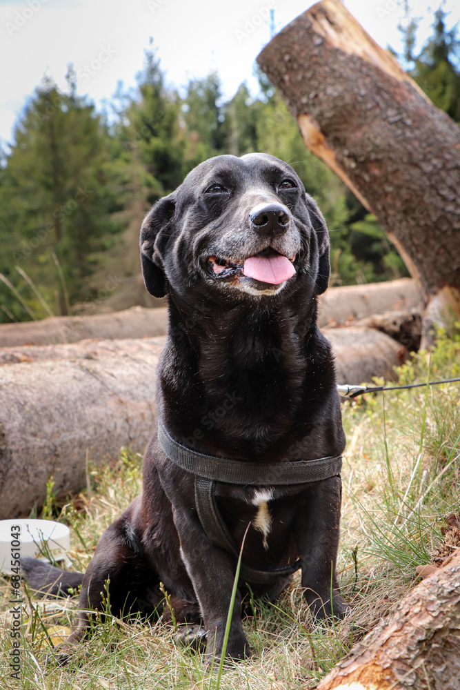 Black dog crossed with a Labrador retriever sits among the fallen trees with a smile on his face. Funny expression of dog during rest