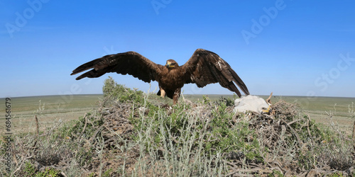 Steppe Eagle (Aquila nipalensis) is landing on the nest with two chicks in desert area