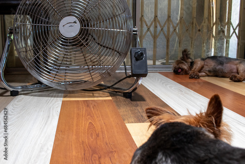 Heatwave in Gauteng province in South Africa - pet dogs lie in front of a fan placed on the floor photo
