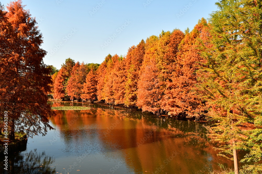 Photo of golden metasequoia trees near a pond in autumn