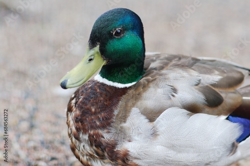 wild green head duck close up