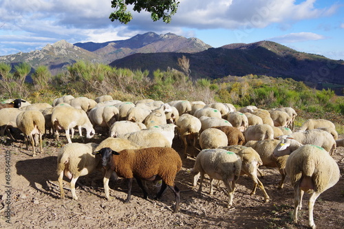 troupeau de mouton brebis