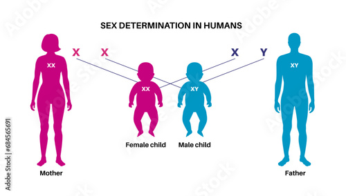 Sex Determination in Humans