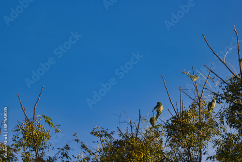 birds parrots tree sky green animal