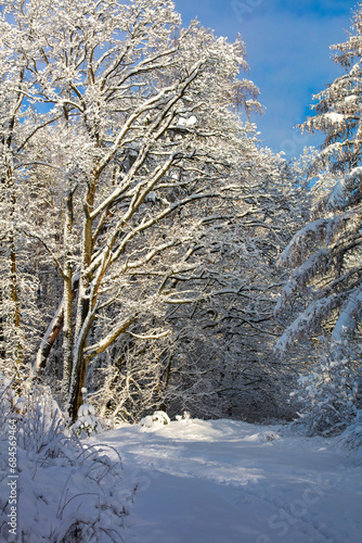 snow covered trees