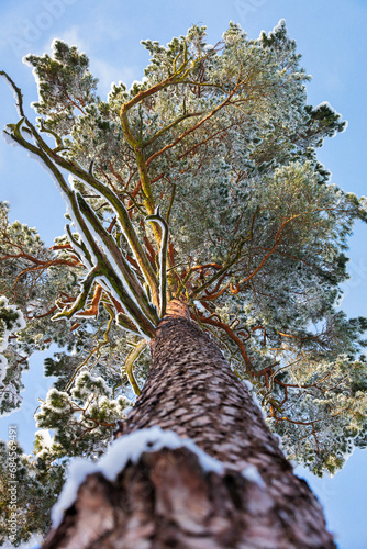 pine tree in the forest
