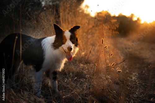 border collie dog beautiful summer portrait at sunset