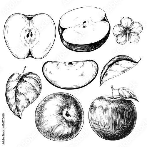 Apple set vintage vector sketch illustration