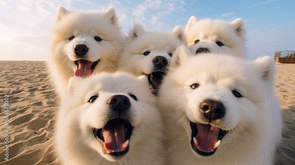 Group of funny Samoyed puppies making selfie.