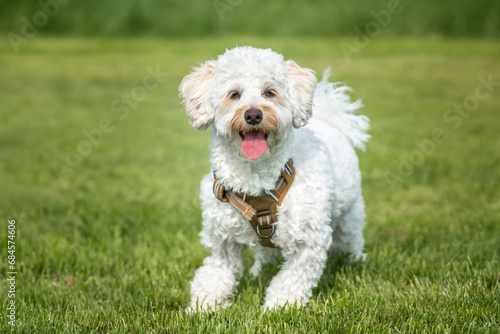 Cream white Bichonpoo dog - Bichon Frise Poodle cross - standing in a field looking to the camera