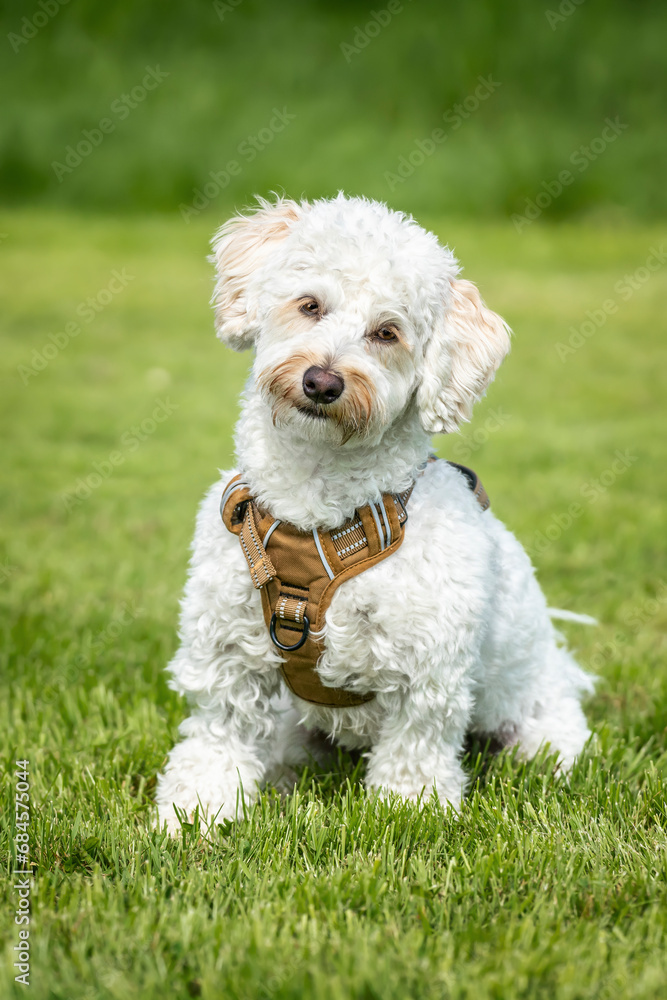 Cream white Bichonpoo dog - Bichon Frise Poodle cross - with a head tilt looking directly to the camera