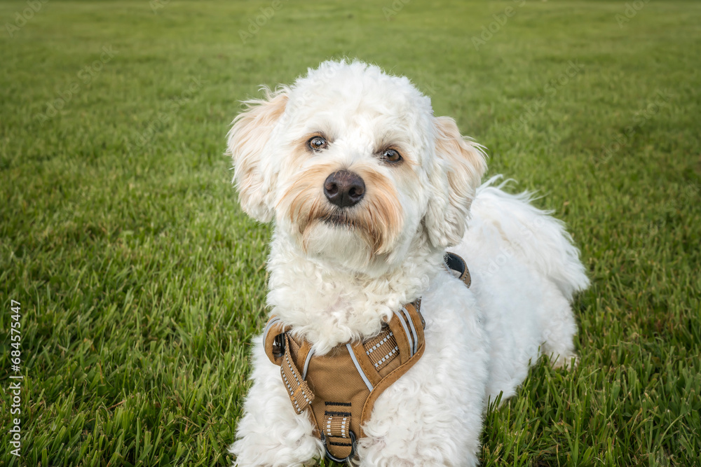 Cream white Bichonpoo dog - Bichon Frise Poodle cross - laying down looking directly to the camera