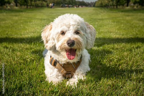 Cream white Bichonpoo dog - Bichon Frise Poodle cross - laying down close up in a field in the summer with trees © Chris