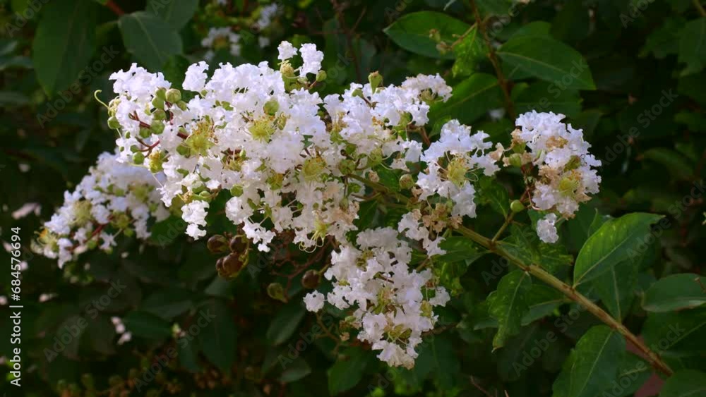 White Lagerstroemia Indica (Crape Myrtle) flowers with green leaves on branches in the garden in summer White Lagerstroemia Indica (Crape Myrtle) flowers with green leaves on branches in the garden in summer