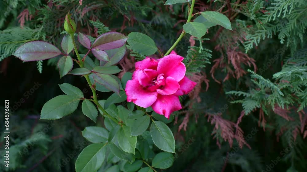 Pink roses on bright green leaves background in the garden in spring on a sunny day Pink roses on bright green leaves background in the garden in spring on a sunny day