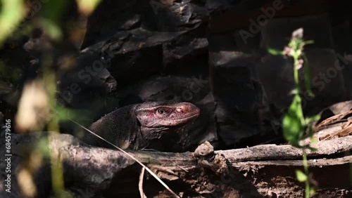 Monitor lizard viciously looking back at us in Ranthambore national park photo