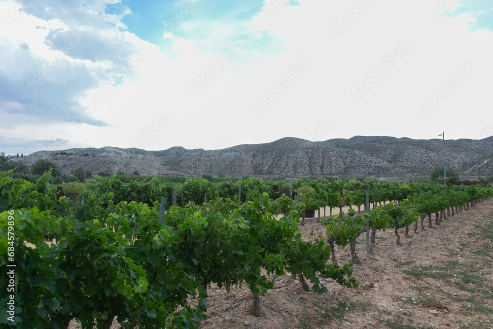 hoja, hojas, vid, vides, verde, uva, vino, tierra hoja, hojas, vid, vides, verde, uva, vino, tierra