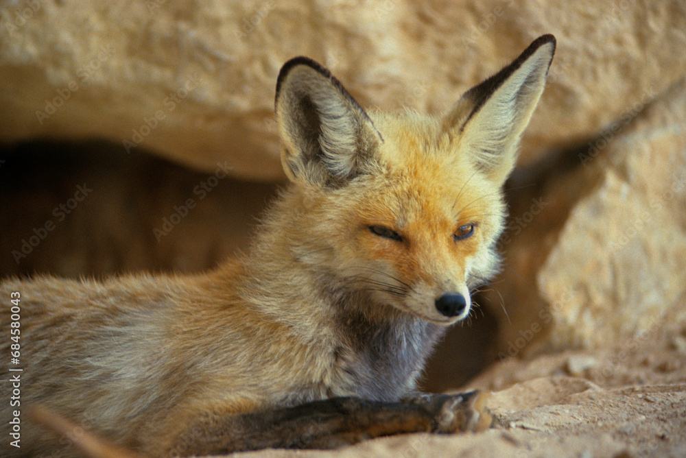 Renard famélique, renard de Rüppell, Vulpes rueppellii, Afrique du Nord Renard famélique, renard de Rüppell, Vulpes rueppellii, Afrique du Nord