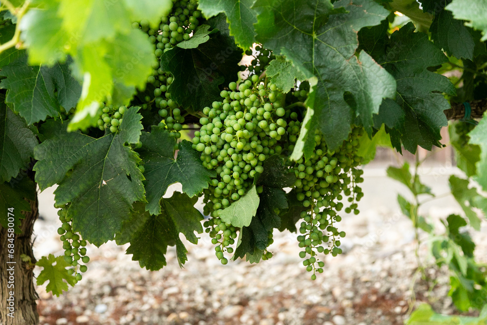 hoja, hojas, vid, vides, verde, uva, vino, tierra hoja, hojas, vid, vides, verde, uva, vino, tierra