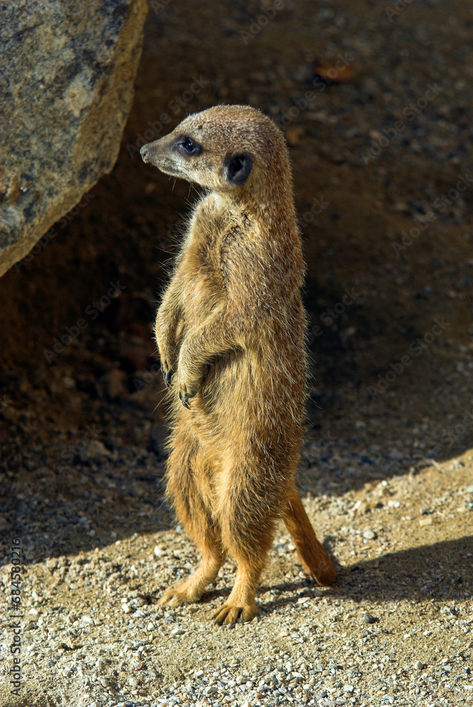 Fototapeta premium Suricate, Suricate, meerkat, Suricata suricatta, Parc national Kalahari, Afrique du Sud