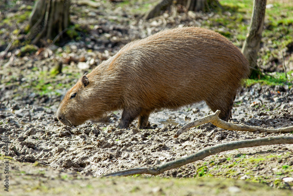 grand cabiaï, capybara , Hydrochoerus hydrochaeris, Amérique du Sud grand cabiaï, capybara , Hydrochoerus hydrochaeris, Amérique du Sud