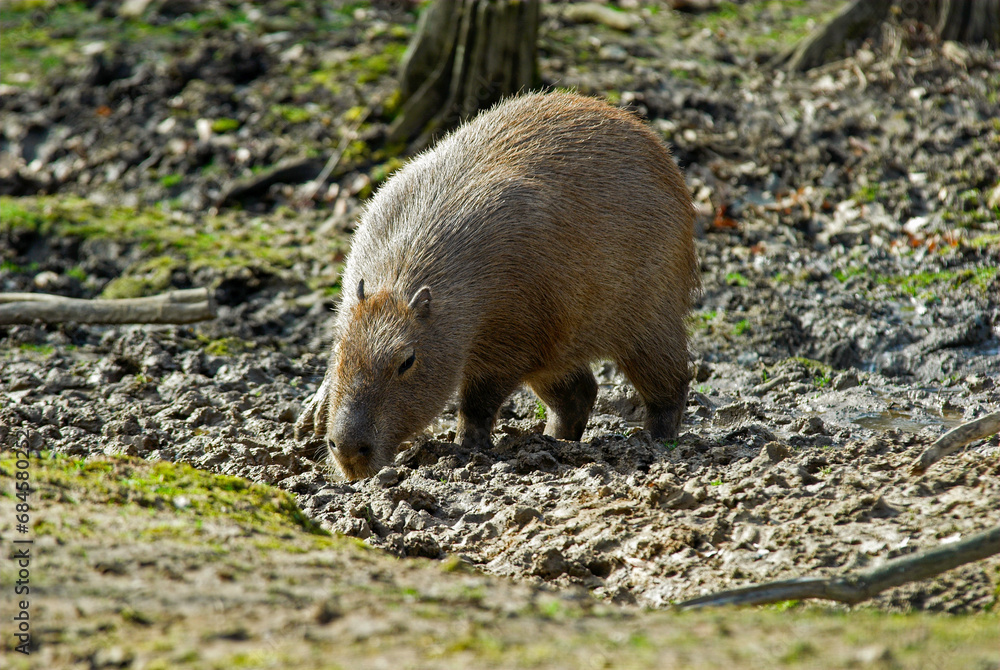 Naklejka premium grand cabiaï, capybara , Hydrochoerus hydrochaeris, Amérique du Sud