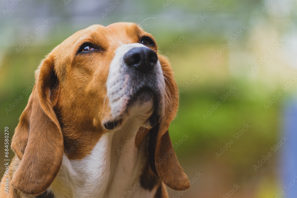 beagle dog thinking