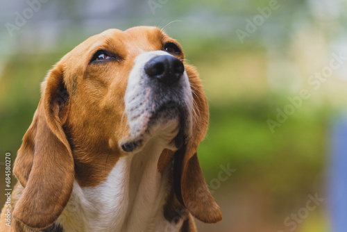 beagle dog thinking