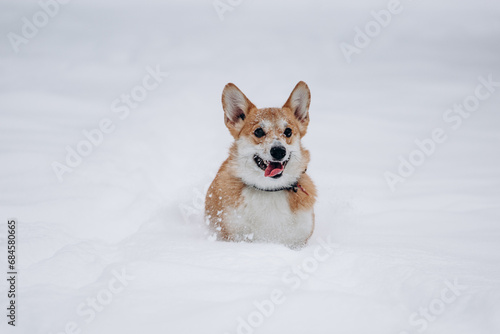 A cute red-and-white corgi sits in the snow, sticks out her tongue and prepares to jump © Ann