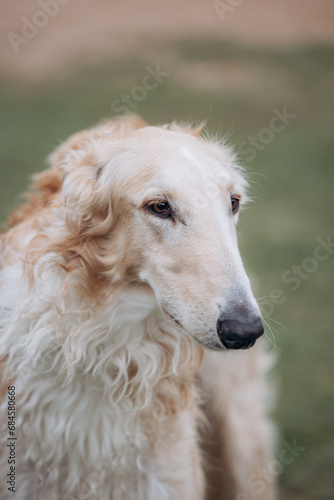 Profile Portrait of Russian Borzoi dog outside.