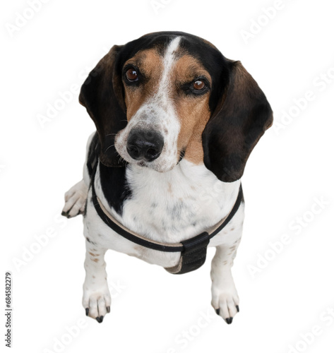 Cute hunt dog looking curious isolated on white.
