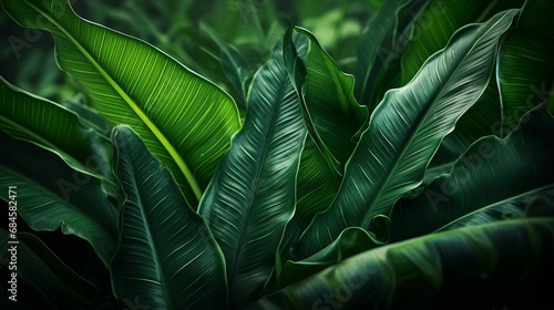 Background: lush green banana leaves in a tropical jungle. lush tropical forest, against the abstract pattern of light and shadow, natural background, seamless banner offers copy space © ND STOCK